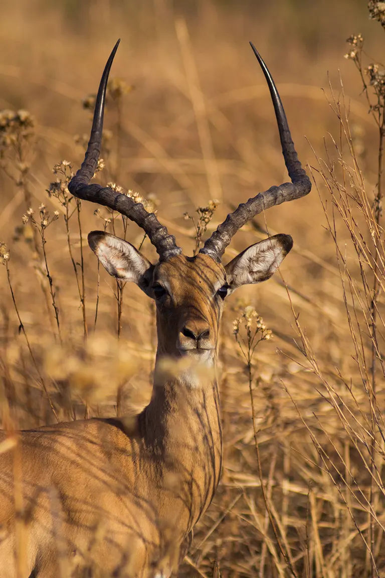 Tanzania Safari Company