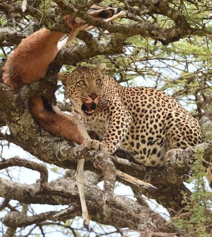 Safari In Style