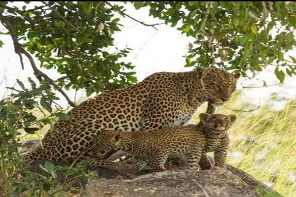 Get up close with Africa’s giants on a guided safari in Tarangire