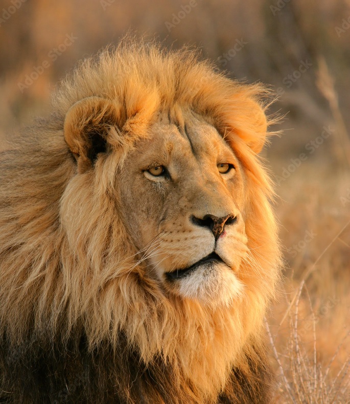 Picture of Benson Safari