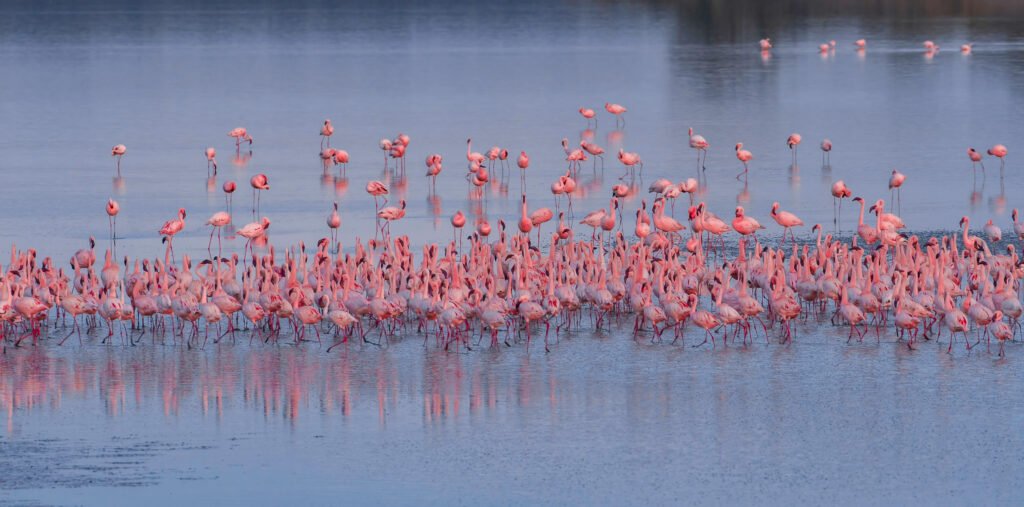 Get up close with Africa’s giants on a guided safari in Tarangire