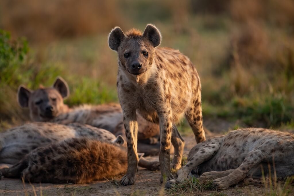 Get up close with Africa’s giants on a guided safari in Tarangire