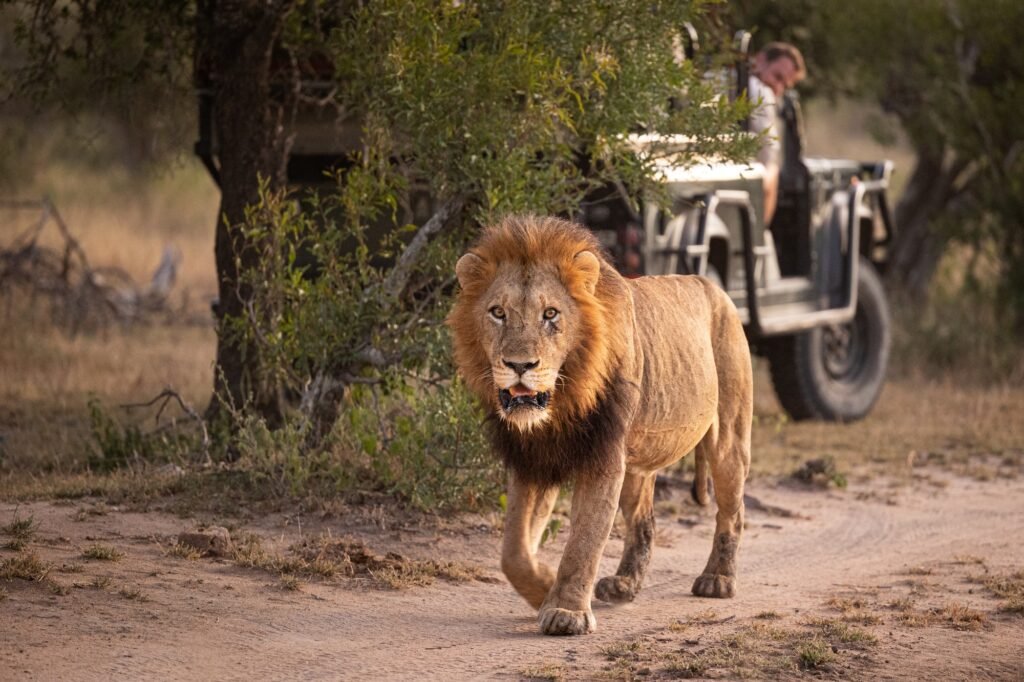 Tanzania Safari Company