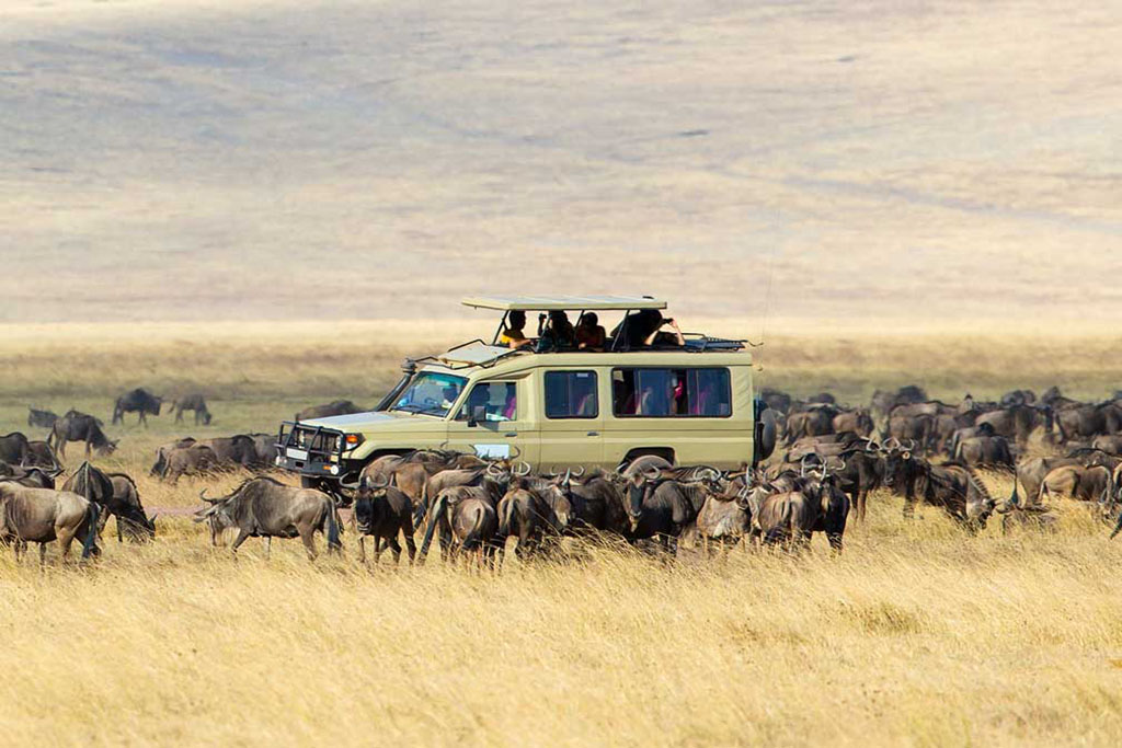 Wildebeests are crossing Mara river. Great Migration. Kenya. Tan